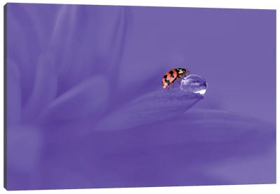 Ladybug Canvas Art Print