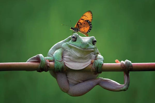 Frogs: My Best Friend by Edy Pamungkas