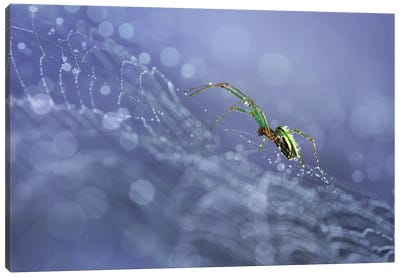 NgeBlues Canvas Art Print - Spider Webs