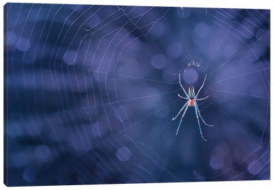 Spider Canvas Art Print - Spider Webs
