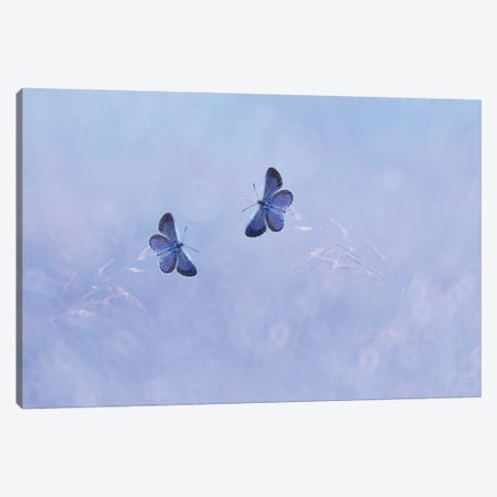 Two Butterflies I Canvas Print #OXM4257} by Edy Pamungkas Canvas Artwork