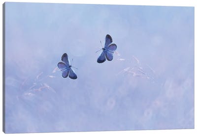 Two Butterflies I Canvas Art Print