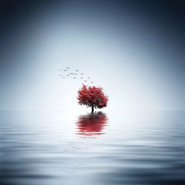 Maple Trees: Autumn Trees Reflected Blue Lake by Bess Hamiti
