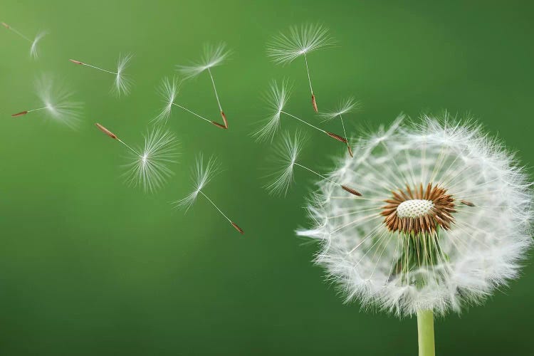 Dandelion Blowing