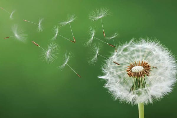 Bess Hamiti: Dandelion Blowing by Bess Hamiti
