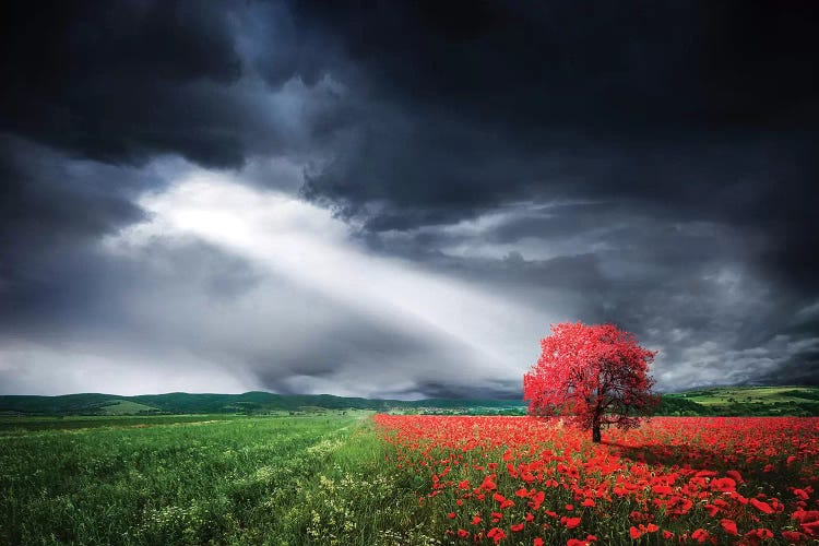 Red Tree In Meadow With Poppies