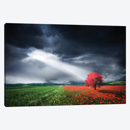 Red Tree In Meadow With Poppies Canvas Print #OXM4278} by Bess Hamiti Canvas Art Print