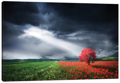 Red Tree In Meadow With Poppies Canvas Art Print