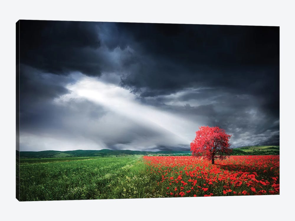 Red Tree In Meadow With Poppies by Bess Hamiti 1-piece Canvas Print