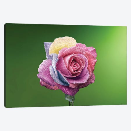 Rose Colorful Canvas Print #OXM4280} by Bess Hamiti Canvas Wall Art