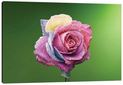 Rose Colorful Canvas Art Print