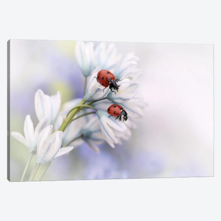 Ladybirds Canvas Print #OXM4317} by Ellen van Deelen Canvas Art Print
