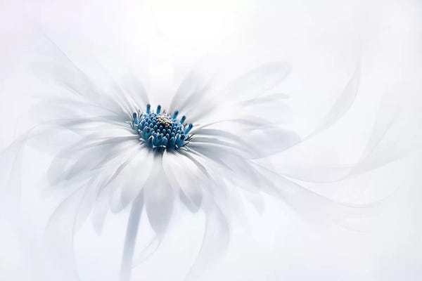 Large Floral & Botanical Art - Canvas Prints: Serenity by Jacky Parker