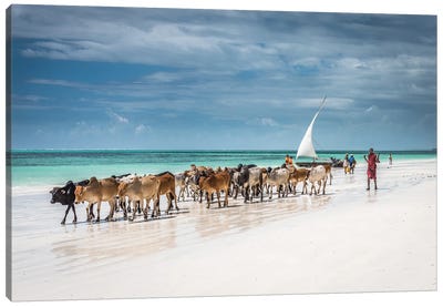 Masai Cattle On Zanzibar beach Canvas Art Print