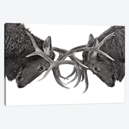 Eye To Eye Elk fight Canvas Print #OXM4357} by Jim Cumming Art Print