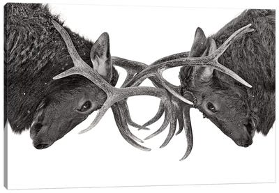 Eye To Eye Elk fight Canvas Art Print - Elk Art