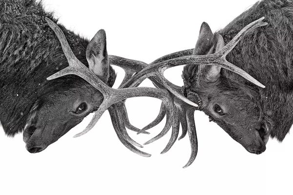 Minimalist Wildlife Photography: Eye To Eye Elk fight by Jim Cumming