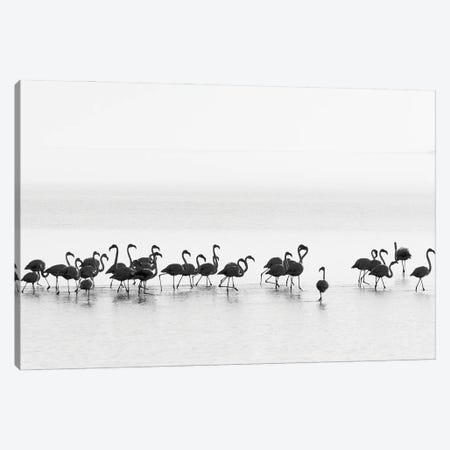 Flamingos Canvas Print #OXM4359} by Joan Gil Raga Canvas Art