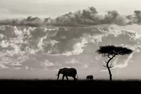 Maasai Mara National Reserve: Silhouettes Of Mara by Mario Moreno