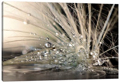 Pearls Canvas Art Print - Water Close-Up Art