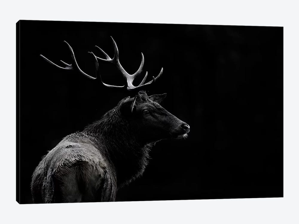 The Deer Soul by Massimo Mei 1-piece Canvas Art