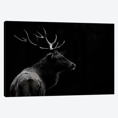 The Deer Soul Canvas Print #OXM4385} by Massimo Mei Canvas Artwork