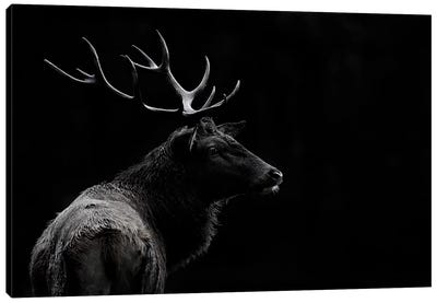 The Deer Soul Canvas Art Print - Fine Art Photography