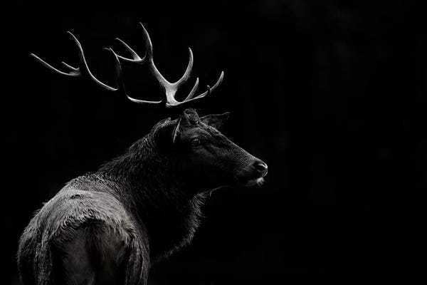 Deer: The Deer Soul by Massimo Mei