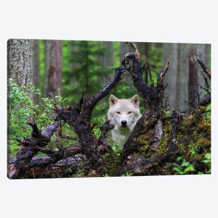 Wolf Canvas Print #OXM4392} by Mike Centioli Canvas Wall Art