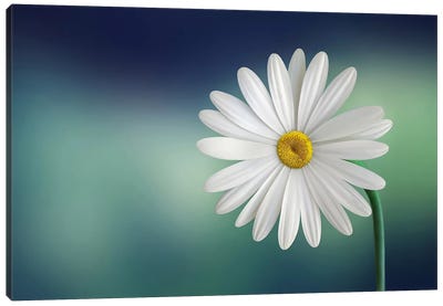 Flower Canvas Art Print - Daisy Art