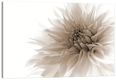 Dignified Canvas Art Print - 1x Floral and Botanicals
