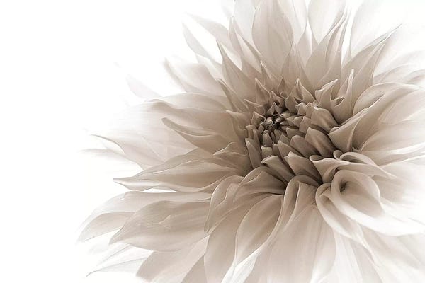 Dahlias: Dignified by Priska Wettstein