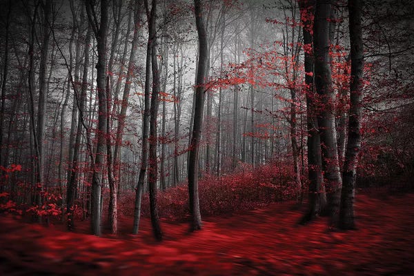 Scenic & Landscapes: Bloody River by Samanta Krivec