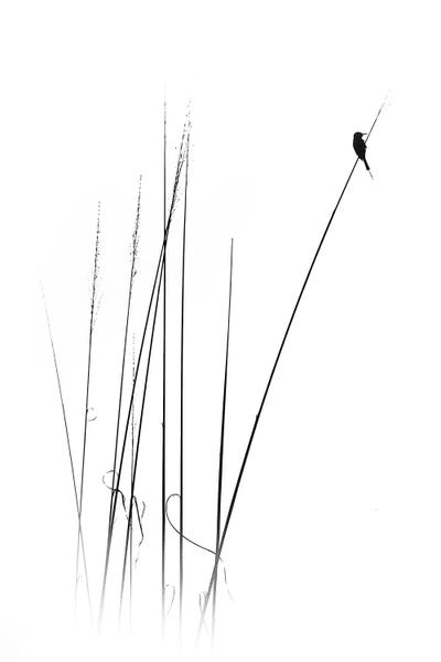 Japandi: A Sabbatical by Swapnil