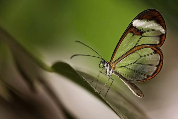 Greenery Décor: Greta Oto by Dennis Mohrmann