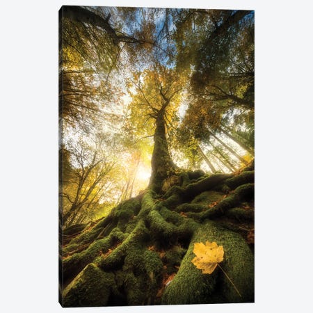 The Goodbye Of A Leaf Canvas Print #OXM4478} by Alberto Ghizzi Panizza Canvas Print
