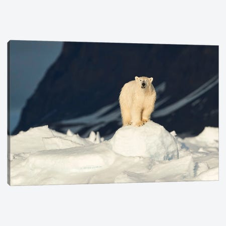 The Most Iconic Figure Of The Arctic Canvas Print #OXM4502} by Fokion Zissiadis Canvas Art Print