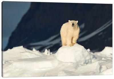 The Most Iconic Figure Of The Arctic Canvas Art Print