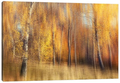 Autumn Birches Canvas Art Print
