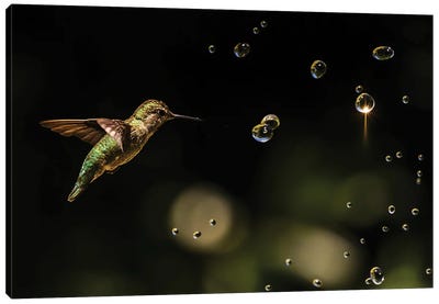 Play With Water Drops Canvas Art Print