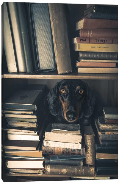 Der Kleine Bibliothekar - Little Librarian Canvas Art Print - Dog Photography