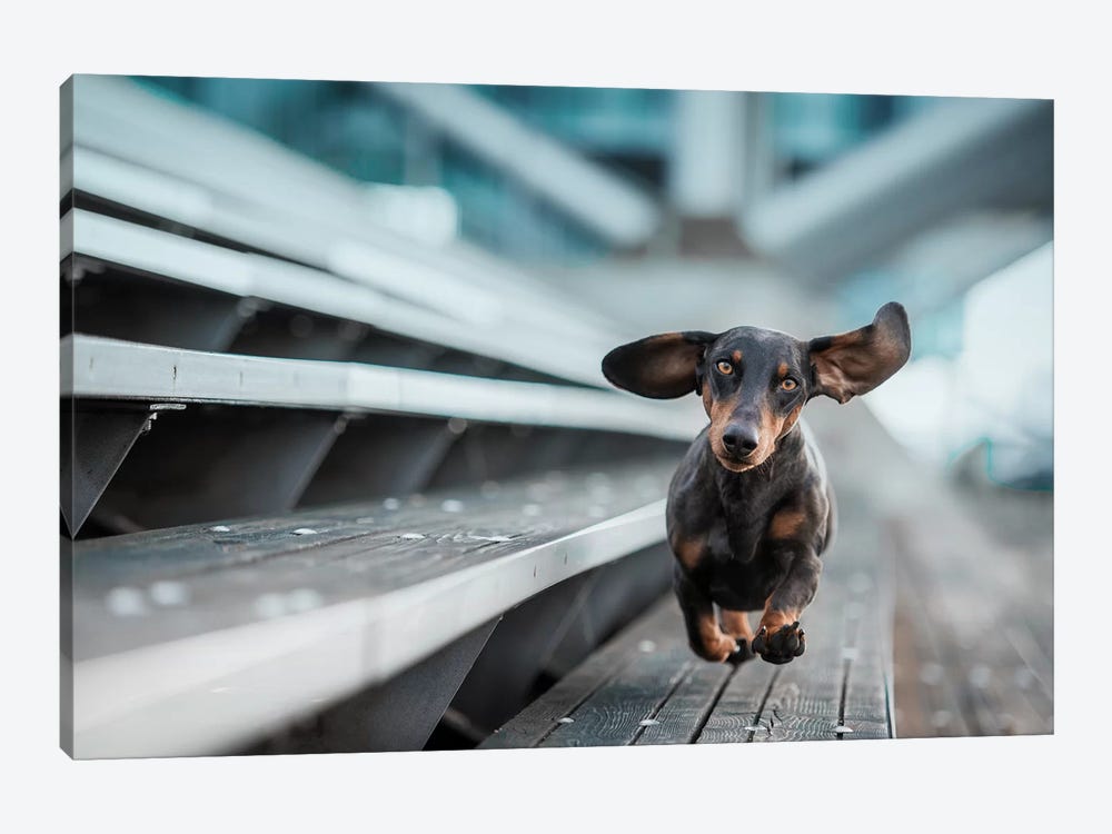A Little Dog Runs Through The World by Heike Willers 1-piece Canvas Print