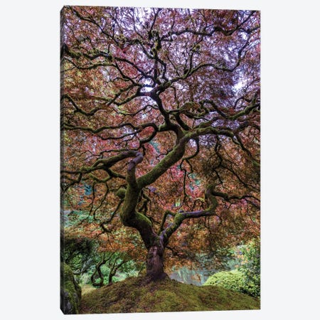 Japanese Maple Tree Canvas Print #OXM4560} by Mike Centioli Canvas Art Print
