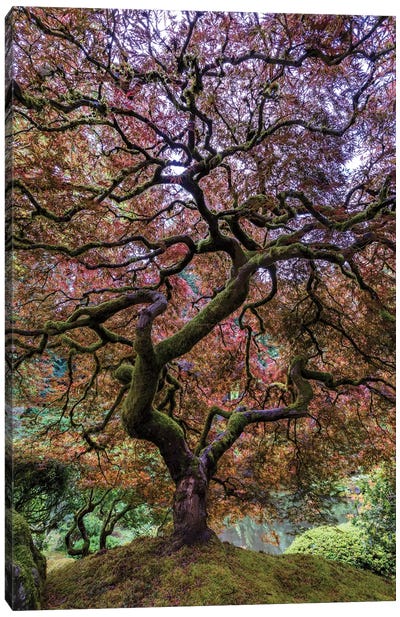 Japanese Maple Tree Canvas Art Print - 1x Collection