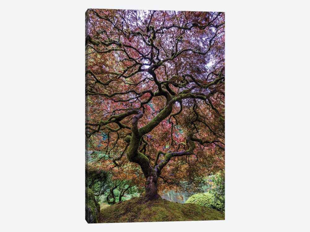 Japanese Maple Tree by Mike Centioli 1-piece Art Print