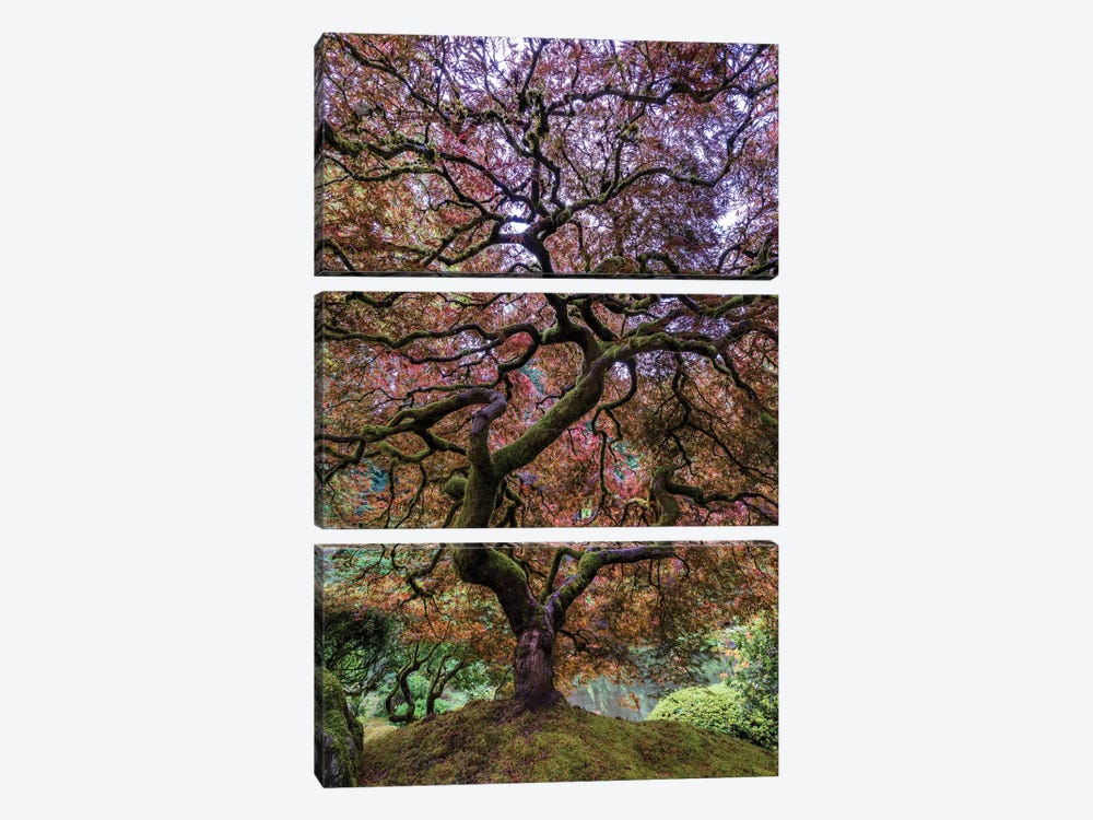 Japanese Maple Tree by Mike Centioli 3-piece Art Print