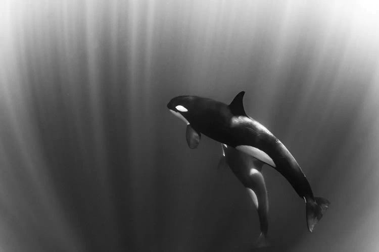 Orca's Dream by Mirko De Luca wall art