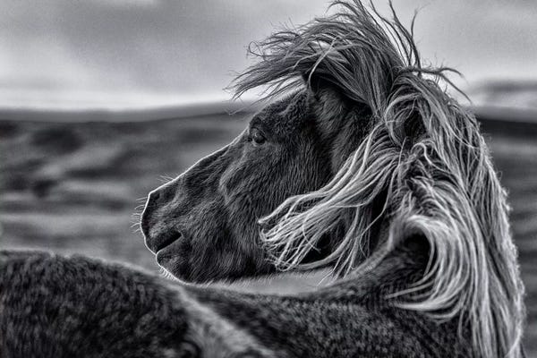 Black & White Animal Art: Glance Back by Sunny Ding