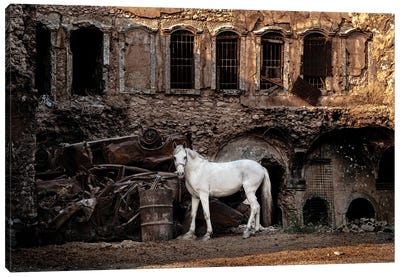 White Horse In A War Zone Canvas Art Print
