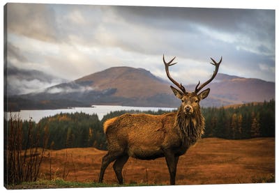 Scottish Stag Canvas Art Print